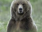 Vancouver Island Grizzly Bear 