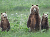 Vancouver Island Grizzly Bears 