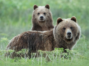 Vancouver Island Grizzly Bears 