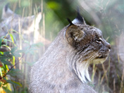Canada Lynx