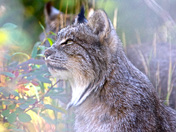 Canada Lynx
