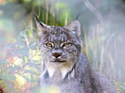 Canada Lynx