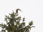 Northern Hawk Owl taking off 