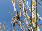 Immature Cooper's Hawk