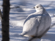 Ptarmigan in the Willows