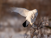 Ptarmigan in the Willows