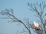Ptarmigan in the Willows