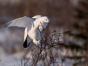 Ptarmigan in the Willows