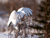 Ptarmigan in the Willows