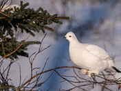 Ptarmigan in the Willows