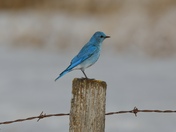 Mountain Bluebird