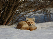 Winter Fox