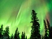 Northern Lights over the boreal forest