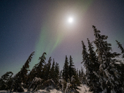 Northern Lights over the boreal forest
