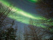Northern Lights over the boreal forest