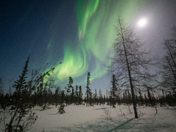 Northern Lights over the boreal forest