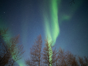 Northern Lights over the boreal forest