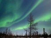 Northern Lights over the boreal forest