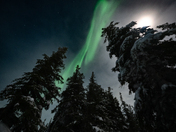 Northern Lights over the boreal forest
