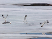 Gulls on the Move
