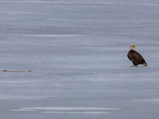 Bald Eagle on the Ice
