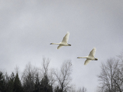 Trumpeter Swans