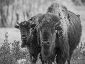 Bison on the horizon