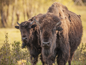 Bison on the horizon