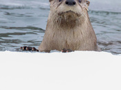 River Otter