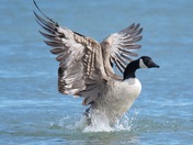 Different view of a Canada Goose