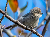 American Bushtit
