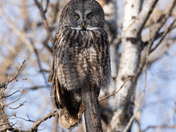 Great Grey Owl