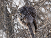 Great Grey Owl