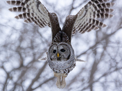 Barred Owl