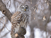 Barred Owl