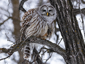 Barred Owl