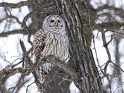 Barred Owl