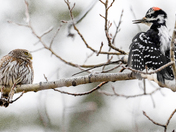 Pygmy Owl vs. Hairy Woodpecker