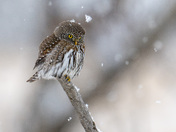 Snowflakes Keep Fallin' on my Head