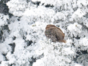 Great Gray in a Magical Setting