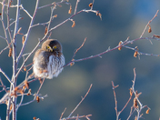 Northern Pygmy Owl in the Afternoon Sun