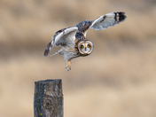 Short-eared Owl Takeoff