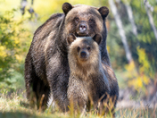 Mama Bear Being a Mama Bear