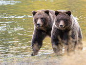 Mama Grizzly and Her Big Baby