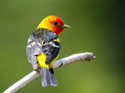 Tanager Glory