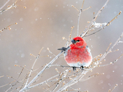 A Splash of Color on a Dull Winter Day