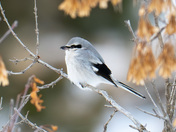 Northern Shrike on Patrol