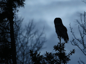 Before first light... Great Gray Owl