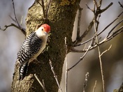 Red Bellied Woodpecker