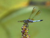 From the dragonfly collection